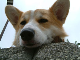 ���킟�`�`��A���낵�Ă悧�`�`