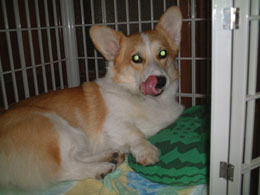 �����Ȃ�t���b�V���͂����悧�`�I�I