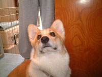 �l�̃n�E�X�����Ă��H�I