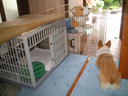 �Ԃ����ċ����đ傫�����āH�I�l���v���ȁH�H���ǒ��ǂ��V�т����ȁB