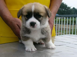 ���`�����}�}�̂����ς��ŁA�傫���Ȃ�܂����I�I