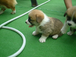 �Z��̒��ł��傫���킽���I�I�����ς��̈З͂��큗��