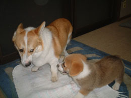 �������`�`�r�߂��`�I�I