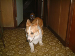 �ӂ��`�`�E�E���̂��炢�ł����H�H