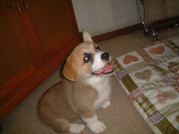 ���ꂵ�����ꂵ���I�I