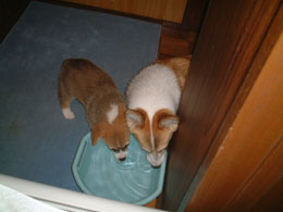 ���ǂ������̂�ł�ˁB