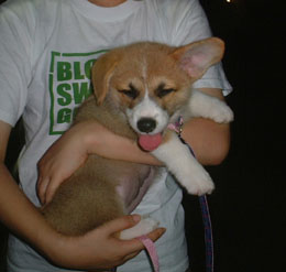 ���Ђ�I�I�i���������U���ɂāE�E�E�j