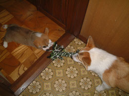 �����I�I�ꏊ�����đΌ������`�`�I�I