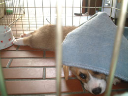 �����肪�����Ă��I�I