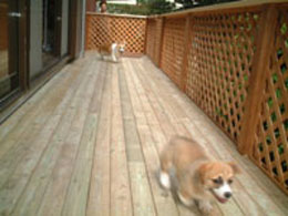 ��`�`���I�I�͂�������͂�������I�I