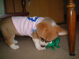 �����邳��E�E�������ƗV�ڂ��I�I