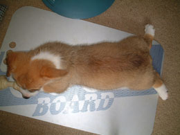 �N�[���}�b�g�̏�ő�̎��E�E