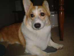 �N�[���}�b�g�͖l�̂����ǁE�E�E