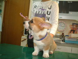 �����[�X�ŁA������Ƃ��킲��H�I