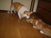 �������Ђ��ς���������`