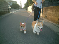 �ԁA�������������B�l�̑O�����艡�����肵�Ȃ��ł��ꂥ�`�`