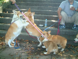 �Z�����o�����A����ǂ����ŁA�o�g���ĉ�I�I