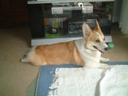 �e�g���v���Ԃ肾�����Ȃ��I�I