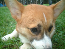 �h�A�b�v�Ȃ�Ă͂��������큗��