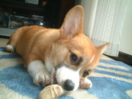 �ɂ�����ƃo�g��������A�����������肢���������������I�I