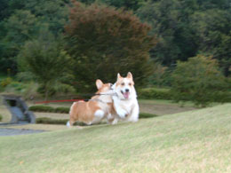 �ԃo�g���J�n�`�`�`