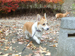 �ŋ߂����Â珬�m���ČĂ΂��l�E�E�E