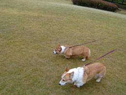 �o�g���͒��ǂ��̏؂����i�ق�ƁH�I�j