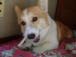 ���s�V�������Ƃ����Ă��