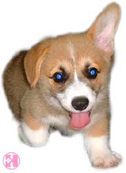 �Z�����D�����V�ځ��V�ځ�